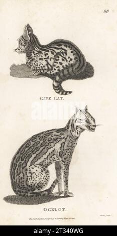 Serval, Leptailurus serval, e ocelot, Leopardus pardalis. Gatto del Capo, Felis capensis, e ocelot, Felis pardalis. Incisione su lastra di rame di James Heath dalla General Zoology di George Shaw: Mammalia, G. Kearsley, Fleet Street, Londra, 1800. Foto Stock