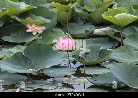 Lotuses in fiore vicino al lago visto da vicino Foto Stock