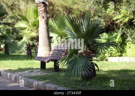 Palma nel parco cittadino di Antalya. Una panchina per i vacanzieri. Foto Stock