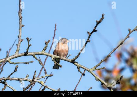 Chaffinch, Fringilla coelebs, maschili appollaiati sul prugna in autunno Foto Stock
