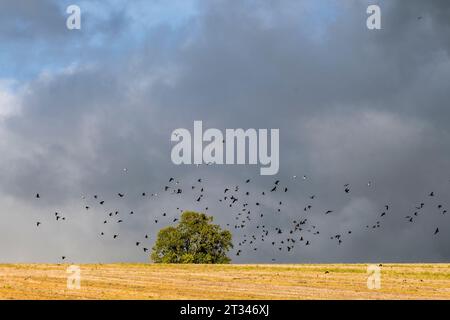 Uno stormo di corvi che volano su un campo di stoppia, visto contro un cielo grigio nuvoloso (Regno Unito) Foto Stock