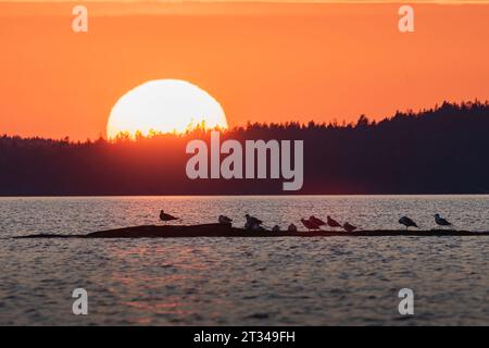 Tramonto sul lago con un gregge di gabbiani Foto Stock