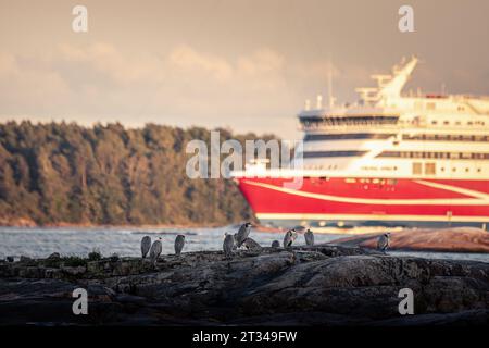 I Blue Herons sono seduti su rocce di fronte a una nave da crociera a Helsinki Foto Stock