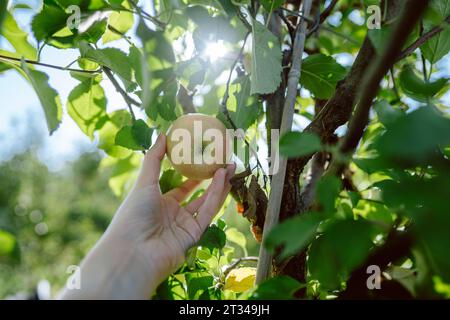 La mano di una donna che cerca la mela nel frutteto illuminato dal sole Foto Stock