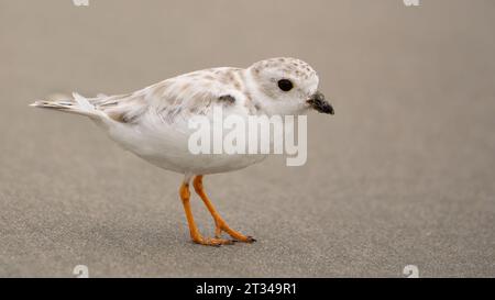 Un Plover immaturo per tubazioni (non riproduttivo) Foto Stock