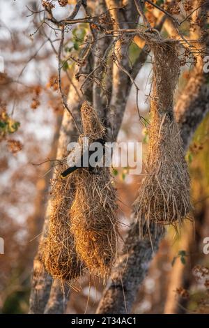 Oropendola crestata che tesseva uccello sul nido appeso nel Pantanal Foto Stock