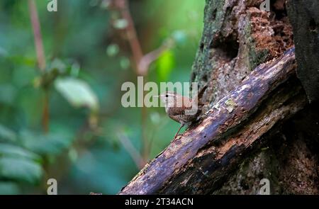 wren eurasiatica nel bosco Foto Stock