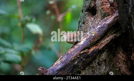 wren eurasiatica nel bosco Foto Stock