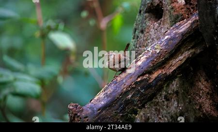 wren eurasiatica nel bosco Foto Stock