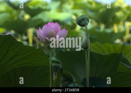 Lotuses in fiore vicino al lago visto da vicino Foto Stock