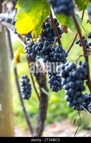 Grappoli di viti si appendono sulla vite in una cantina Foto Stock