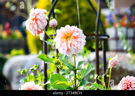 Fiori Dahlia in tenui toni rosa alla luce della sera Foto Stock