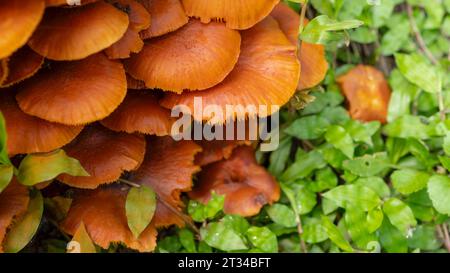 Primo piano fungo selvatico dell'orang. Foto Stock