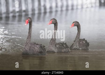 tre cigni neri nuotano nell'acqua Foto Stock