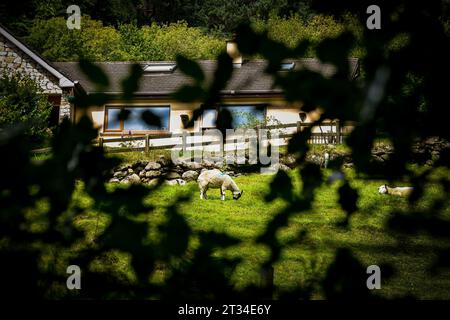 Pecora irlandese segnata da coloranti che pascolano nei verdi pascoli. Wicklow Way, Irlanda 2020 Foto Stock