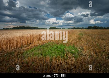 Un campo di grano e un cielo nuvoloso, una vista in un giorno di luglio, nella Polonia orientale Foto Stock