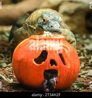 Londra, Regno Unito. 23 ottobre 2023. Drago di Komodo lungo 1,5 metri (Varanus komodoensis) Kahleesi stringe i suoi 60 denti seghettati simili a squali intorno a una zucca ripiena di carne. Gli animali dello zoo di Londra, uno zoo di conservazione dello ZSL, abbracciano questa stagione spettrale e festeggiano Halloween presto con prelibatezze di zucca. Crediti: Imageplotter/Alamy Live News Foto Stock