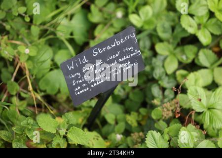 Una selezione di etichette di piante raffigurate accanto alle piante in crescita al Weald & Downland Museum di Chichester, West Sussex, Regno Unito. Foto Stock