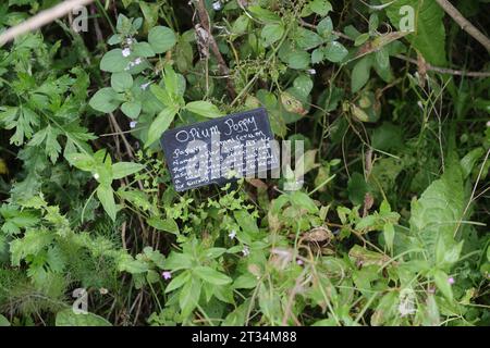 Una selezione di etichette di piante raffigurate accanto alle piante in crescita al Weald & Downland Museum di Chichester, West Sussex, Regno Unito. Foto Stock