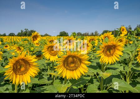 Sonnenblumen, Feld bei Brachwitz, Sachsen-Anhalt, Deutschland *** Girasoli, campo vicino a Brachwitz, Sassonia-Anhalt, Germania credito: Imago/Alamy Live News Foto Stock