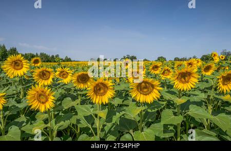 Sonnenblumen, Feld bei Brachwitz, Sachsen-Anhalt, Deutschland *** Girasoli, campo vicino a Brachwitz, Sassonia-Anhalt, Germania credito: Imago/Alamy Live News Foto Stock