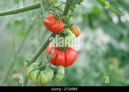 Pomodori freschi verdi e rossi che crescono e maturano su una vite. Vista ravvicinata della pianta di pomodoro con succosi grappolo di pomodoro. Cibo sano e casalingo. Gardenin Foto Stock