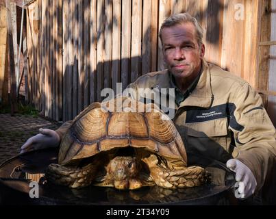 Elmshorn, Germania. 23 ottobre 2023. Christian Erdmann, capo del Wildlife and Species Conservation Center vicino a Elmshorn, si inginocchia accanto a una tartaruga gigante morta. Un camminatore aveva scoperto la tartaruga speronata morta, che appartiene alla terza specie di tartaruga più grande del mondo, in un cespuglio a Ellerbek vicino ad Amburgo. Credito: Christian Charisius/dpa/Alamy Live News Foto Stock