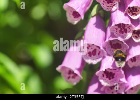 Bumble Bee che raccoglie polline dal fiore rosa foxglove. Testa di fiori su sfondo verde. Foto macro. Scozia centrale, Regno Unito Foto Stock