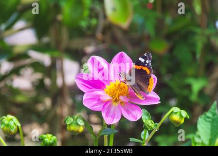 Red Admiral Butterfly che si nutre di polline dalla testa di fiore Dahlia viola e giallo brillante. Scozia centrale, Regno Unito Foto Stock