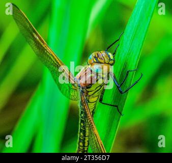 Hairy Dragonfly Brachytron pratense Foto Stock