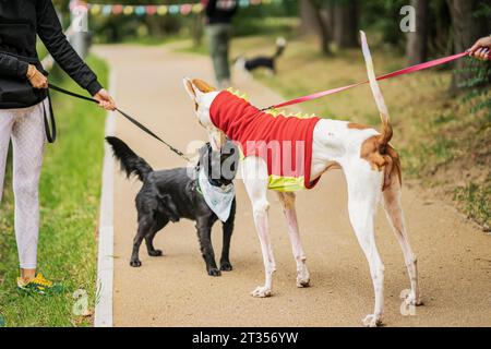 Incontro amichevole a piedi di due cani di diverse razze nel parco cittadino Foto Stock