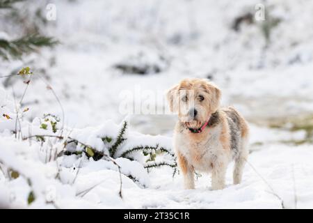 cane beagle anziano che guarda la macchina fotografica in attesa di istruzioni. paesaggio invernale innevato nella foresta di giorno. spazio orizzontale e copia Foto Stock