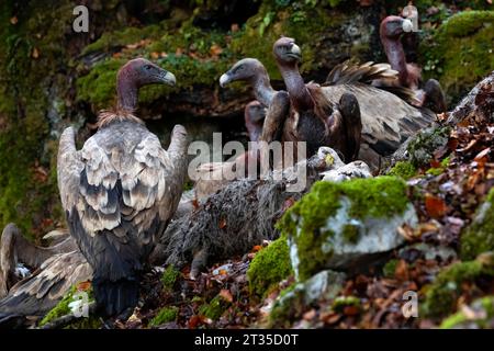 ritratto orizzontale di un gruppo di avvoltoi che contestano la loro carcassa, la carcassa di una pecora caduta. si fanno a turno per mangiare le loro prede, le loro teste fioriscono Foto Stock