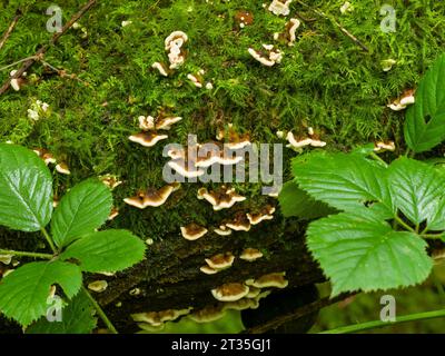 Tacchino coda di tacchino (Trametes versicolor) fungo a staffa che cresce su un tronco marcio nel bosco a Priors Wood, North Somerset, Inghilterra. Foto Stock