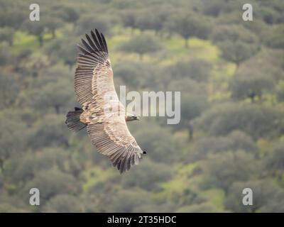 Le palestre Eurasiatiche Griffon Vulture Gyps fulvus svettano nel cielo con il backdop boschivo Foto Stock