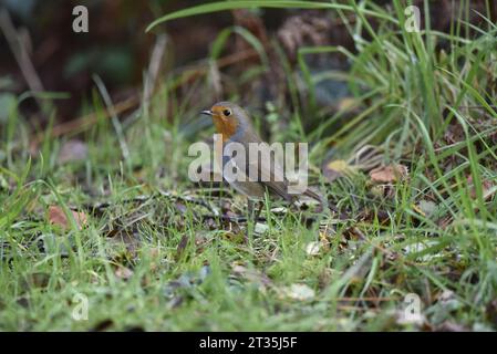 European Robin (erithacus rubecula) on Forest Floor in Left-Profile, preso a Staffordshire, Regno Unito in ottobre Foto Stock