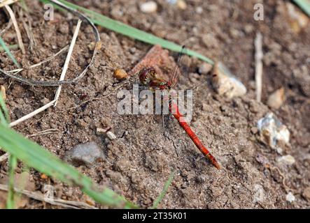 Common Darter (Sympetrum striolatum) maschio adulto che si crogiola sulla terra secca Eccles-on-Sea, Norfolk, Regno Unito. Agosto Foto Stock
