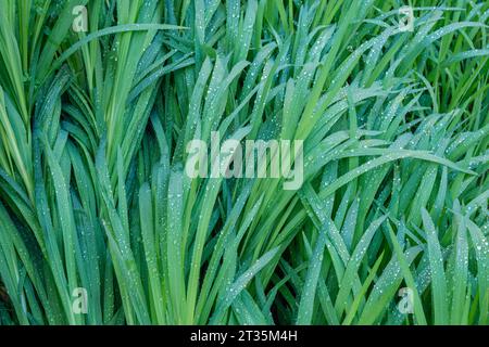 Erba verde coperta di rugiada mattina Foto Stock