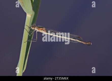 Emerald Damselfly (Lestes sponsa) femmina adulta aggrappata a canna Eccles-on-Sea, Norfolk, Regno Unito. Settembre Foto Stock