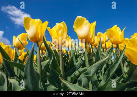 Tulipani gialli che fioriscono nel campo Foto Stock
