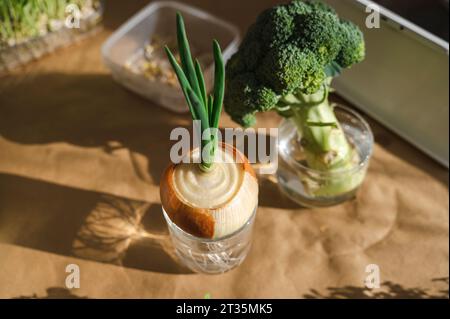 Broccoli e cipolle da ricrescere in acqua Foto Stock