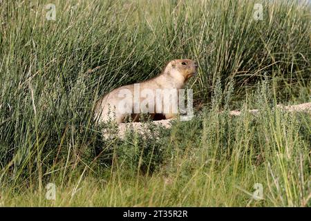 Marmotta in un prato verde in Mongolia Foto Stock