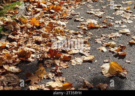 autunno caduto lascia su un marciapiede Foto Stock
