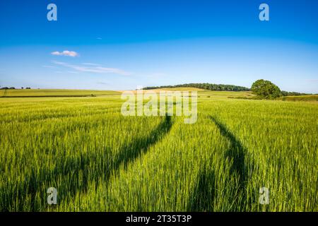 Regno Unito, Scozia, i pneumatici attraversano il verde campo d'orzo in estate Foto Stock