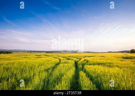 Regno Unito, Scozia, i pneumatici attraversano il verde campo d'orzo in estate Foto Stock