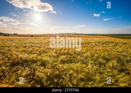 Regno Unito, Scozia, il sole estivo splende su un vasto campo di orzo Foto Stock