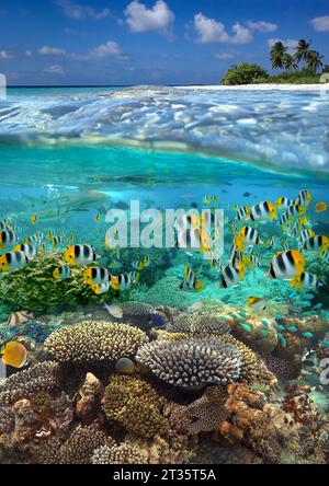 Vista subacquea di una barriera corallina tropicale nella Polinesia francese nell'Oceano Pacifico meridionale. Foto Stock