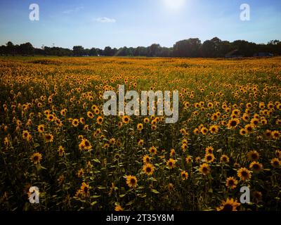 Un bellissimo scatto di un vivace campo di girasoli sotto un cielo soleggiato Foto Stock