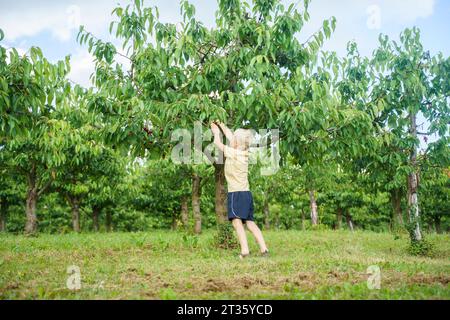 Ragazzo biondo che raccoglie ciliegie dall'albero in giardino Foto Stock