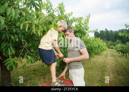 Un ragazzo biondo che dà ciliegie al padre in giardino Foto Stock